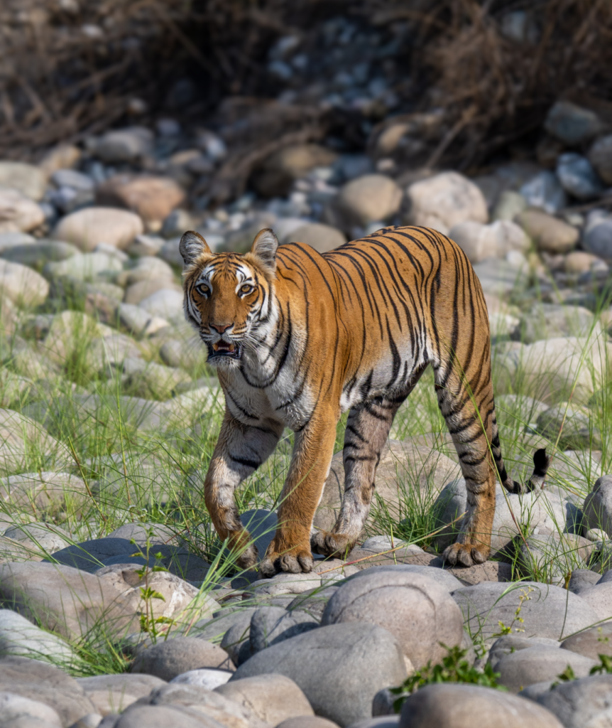 Jim Corbett tiger