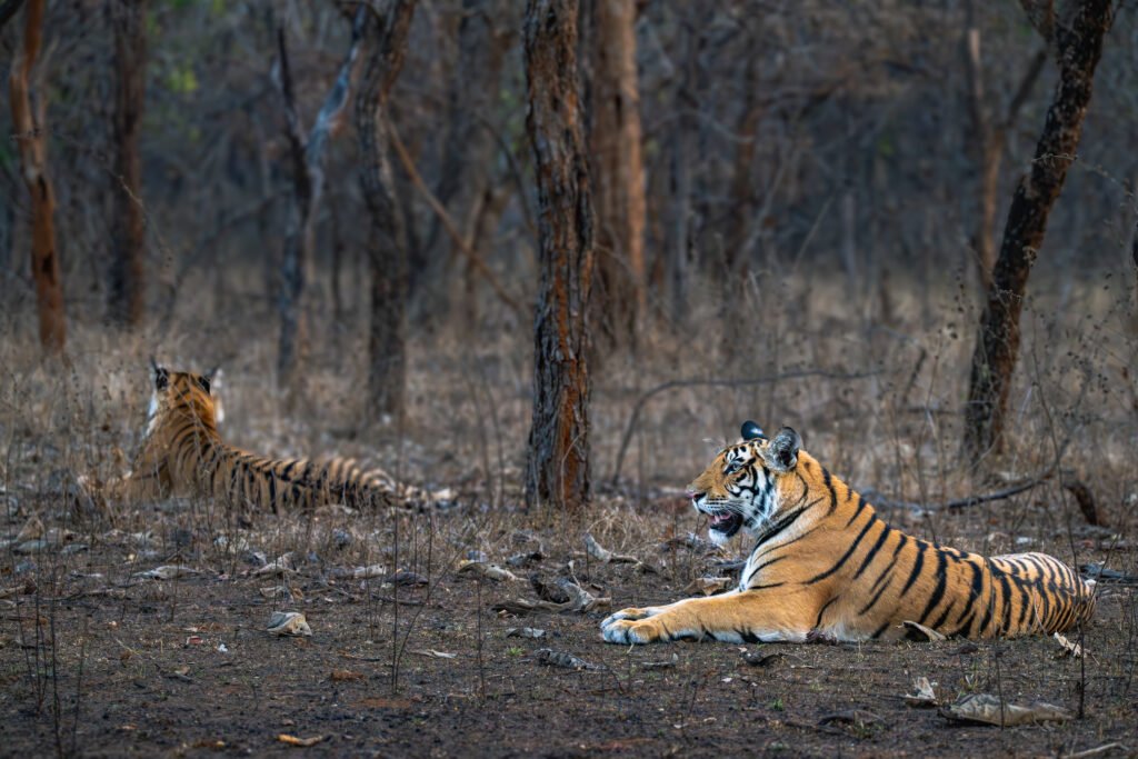 luxury Tiger Safari India
