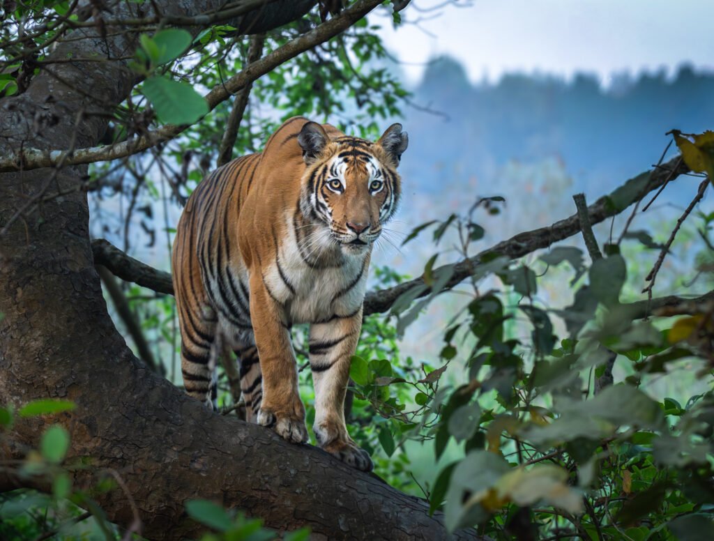 tiger on tree