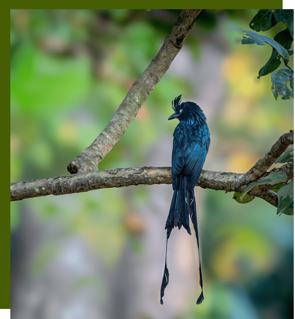 bird 3