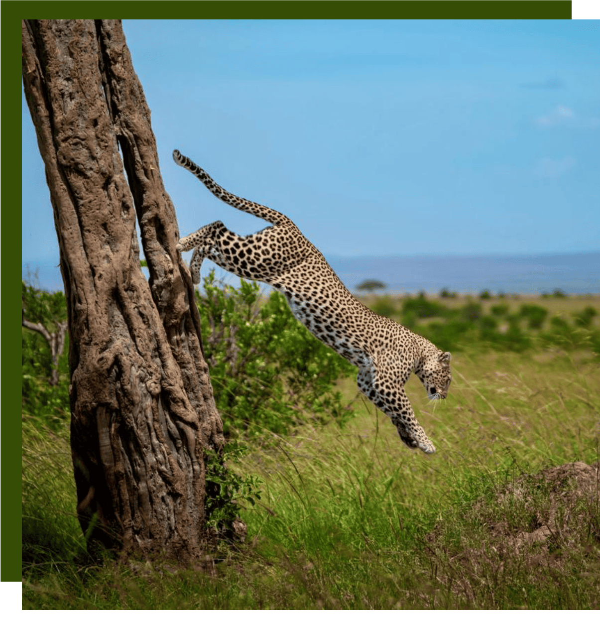 leopard jumping from tree