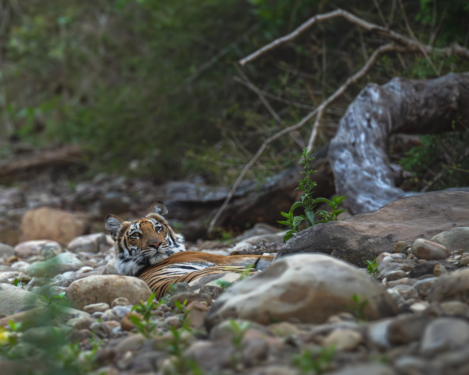 tiger wakes up