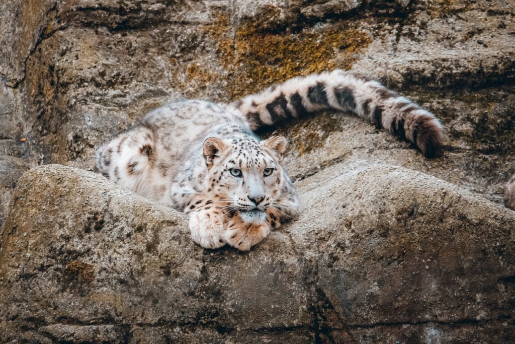 snow leopard in mountain