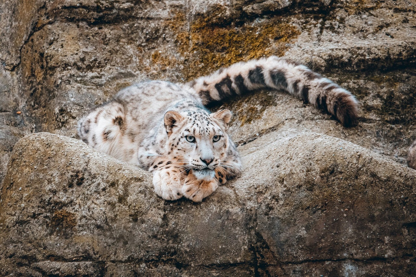 snow leopard in mountain