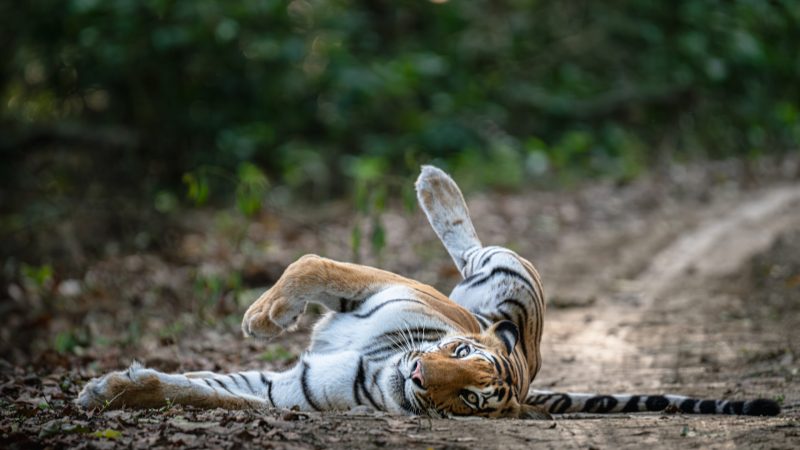 tiger playing