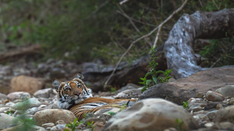 tiger wakes up
