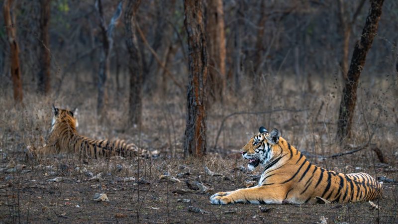 tigers seen during safari