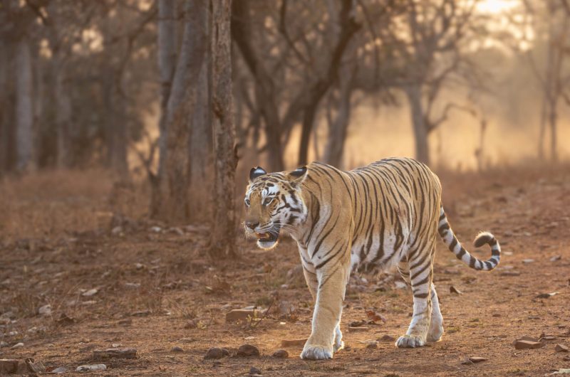 Tiger at dawn