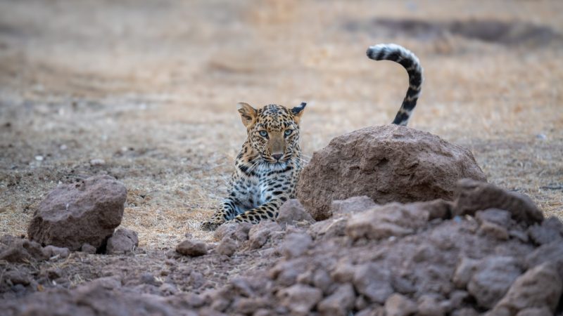 Jhalana Leopard
