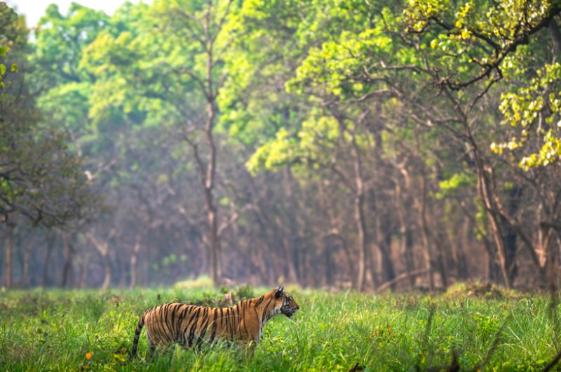 tiger waiting for prey in jungle