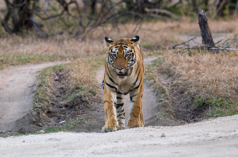 Tadoba tiger
