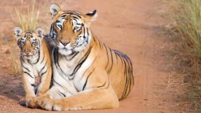 Tadoba Choti Thara and her Cub, Tiger Portrait