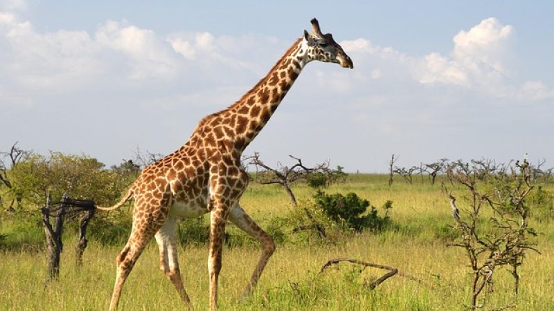 masai-giraffe-7235505_640