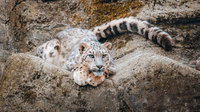 snow leopard in mountain